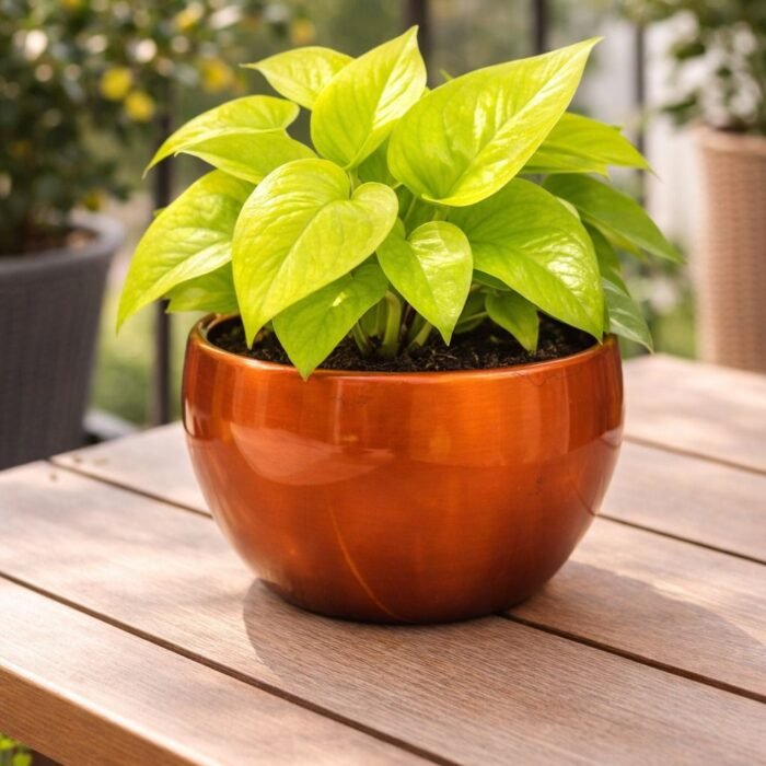 WhatsApp Image 2026-04-02 at 9.46.53 AM (1)