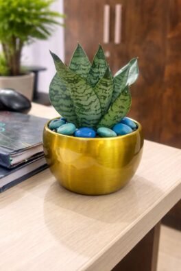 Green Snake Plant in Golden Metal Pot