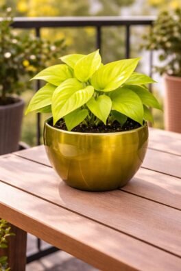 Golden Money Plant in Golden Metal Pot