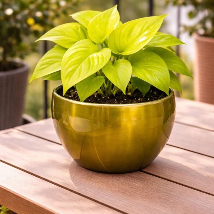 WhatsApp Image 2026-04-02 at 9.46.54 AM