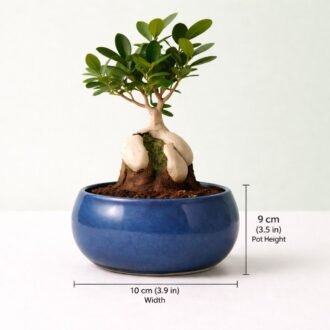 5 Years Old Ficus Bonsai Tree in ceramic Tray Pot.
