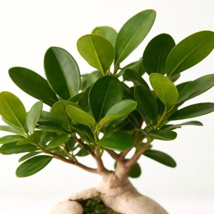 WhatsApp Image 2026-04-06 at 1.09.41 PM WhatsApp Image 2026-04-06 at 1.09.41 PM